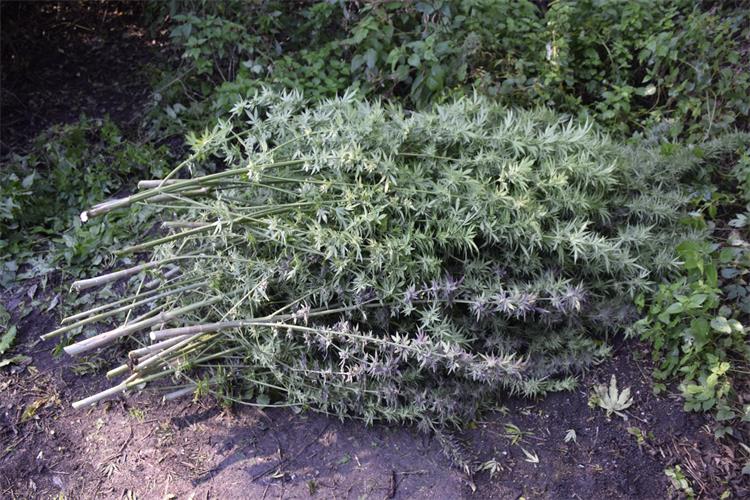 Slika /2021/Marihuana stabljike 80/4.JPG